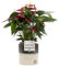 Anthurium Red With Pot, Houseplant Real Indoor Plant for Office, Home, Bedroom, Kitchen and Living Room, Perfect for Clean Air, Delivered Next Day