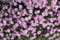 Dianthus gratianopolitanus 'Pink Jewel' ca. 9x9 cm Topf - Pfingstnelke, rosa Blüten, Blütezeit Mai-Juni, ideal für Steingärten, bienenfreundlich, pflegeleicht