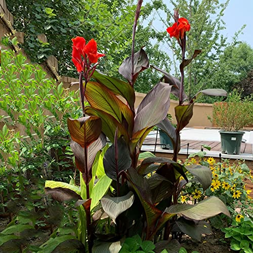 2 Stück canna Lily zwiebeln Cannas Knollen canna lilie Hydroponik - Seltene Pflanzen serie - geschenke für hobbygärtner gartenpflanzen winterhart mehrjährig wanddeko pflanzen geschenk garten