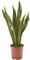 AIRY Bogenhanf (Sansevieria Trifasciata) • Luftreinigende Pflanze • Topf-Ø ca. 17cm, Höhe mit Topf ca. 65cm • Zimmerpflanze in gärtnerischer Qualität • Sicherer Pflanzenversand • Deutsche Gärtnerei
