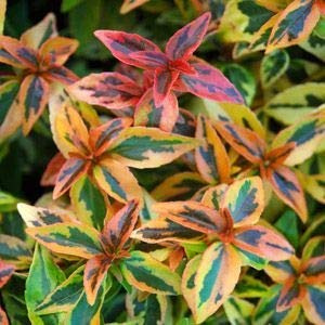 Abelia Grandiflora 'Kaleidoscope'- Abélie 25-30 cm en conteneur