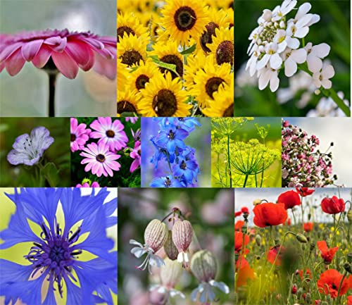 25g Blumenwiese Samen für eine bunte Bienenwiese - 50 Sorten farbenfrohe Wildblumensamen