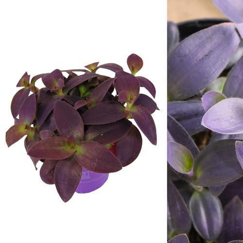 Carbeth Plants - 1 x Tradescantia Pallida Purple Heart Indoor Plant in 12cm Pot - Real Trailing House Plant Eye Catching Foliage Easy to Care for Ideal for Beginners - Bathroom Bedroom Decor