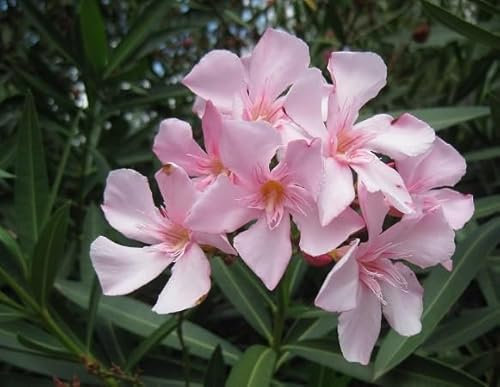 100 graines de fleurs de laurier-rose fraîches et neuves