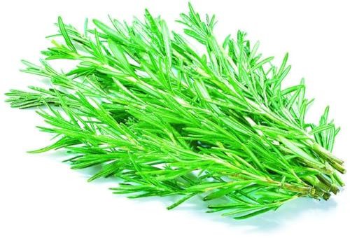 kiskick 400 Stück Rosmarinsamen, Rosmarinus Officinalis, Kräutersamen, DIY-Gartendekoration, einfach zu züchten, drinnen und draußen. Weihnachtsgeschenke für den Garten für Männer und Frauen