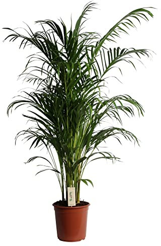 Palmera Areca 100-110cm Planta Natural de Interior Dypsis Lutescens Palmera de Salón