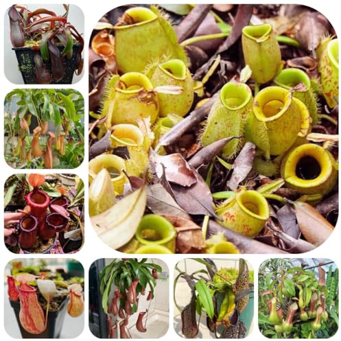 Semi di carnivora Nepenthes brocca resistenti per il giardino all'esterno, resistenti vecchie varietà, 100pcs