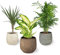 Pack 3x Plantas Purificadoras del Aire Naturales:1x Dieffenbachia, 1x Palmera Chamaedorea 1x Dracena Marginata, para Interior y Exterior Decoración de Hogar (Maceta Ø 9-11 cm)(Ceramica no incluida)
