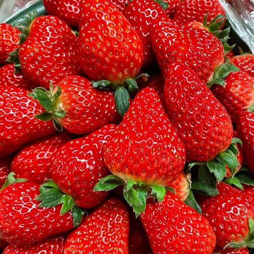 fresas Semillas de fresa de en espaldera resistentes al aire libre semillas Camas elevadas para el jardín reverdecimiento tejados resistentes 125pcs