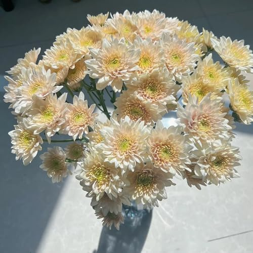 semi di margherita biologici, balcone resistenti perenni 1500pcs