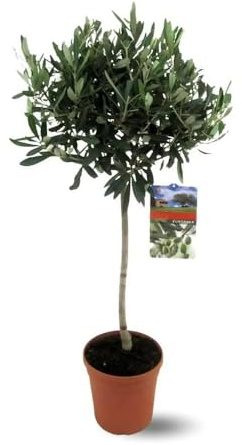 Attitude Jardin - Olivier europaea - arbuste méditerranéen - 90-100 cm - ⌀ 18 cm - plante d'extérieur