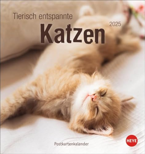 Tierisch entspannte Katzen Postkartenkalender 2025: Witzige Fotos verschlafender Stubentiger in einem Tischkalender zum Aufstellen oder Aufhängen. ... für Katzenfans. (Postkartenkalender Heye)