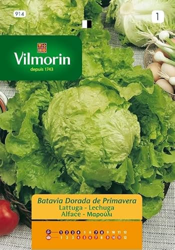 Semillas de LECHUGA BATAVIA DORADA S-1 914, Sobre 7 gr