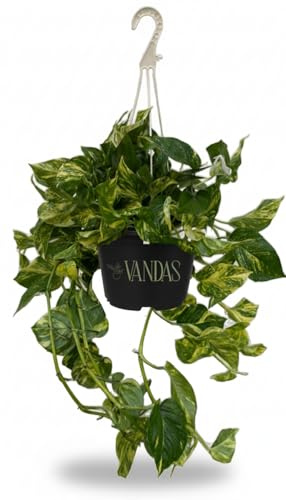Vandas Scindapsus Aureus Pothos – Pianta Sempreverde da Interno in Basket | Chioma 30 cm | Rampicante o Decombente | Made in Italy