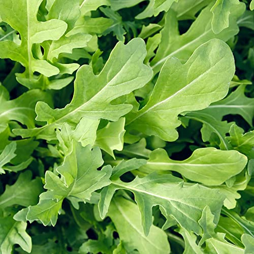 semi di rucola resistenti biologici, balcone, giardino in vaso decorazioni 350pcs