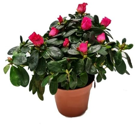 Planta Natural Azalea con Flor Planta Exclusiva Increíble