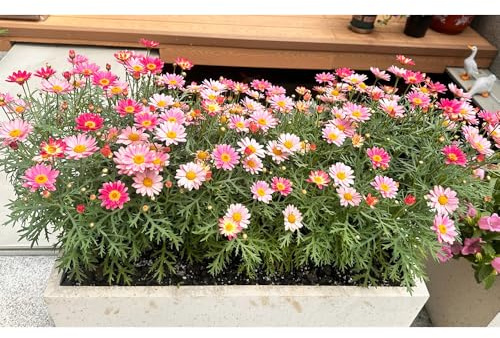 Semi di margherita perenne-decorazione da giardino,molto adatta alle e agli insetti resistenti in vaso 250pcs