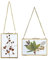 SUMTree 2Pcs Bilderrahmen aus Glas und Metall,Hängende Glas Fotorahmen,Pflanze Probe Clip,Für gepresste Blumen,Fotos,Nur Glasrahmen（Golden,10x15cm,Rechteck）