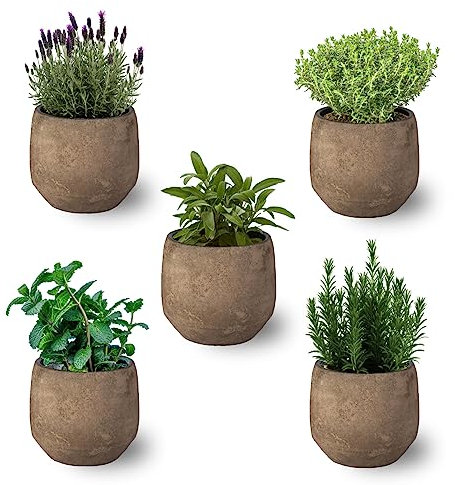 SMPLY - Pack de 5 Plantas Aromáticas naturales : Lavanda + Romero + Tomillo + Salvia + Menta - ideal para regalar - Interior y Exterior (Maceta de cerámica no incluida)