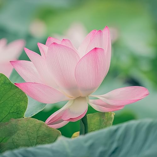 40 pcs lotus samen winterhart, Nelumbo nucifera, teichpflanzen winterhart teich dekoration Lotusblume winterharte stauden dauerblüher aquarium deko, wasserpflanzen miniteich nachhaltige