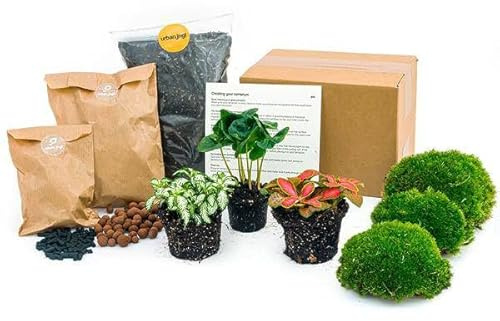 Flaschengarten Starterset Coffea Arabica Pflanzenterrarium