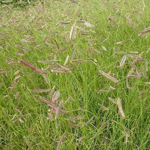 6x Bouteloua gracilis – Vaso 9x9 cm – pianta ornamentale fine resistente alla siccità