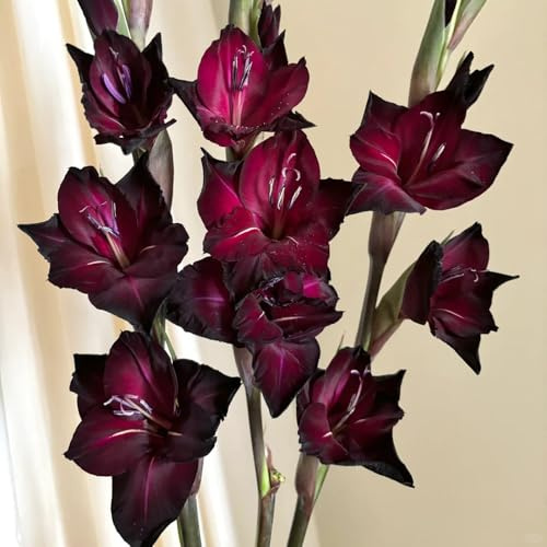 bulbi di gladiola resistente - giardino in vaso balcone 8pcs