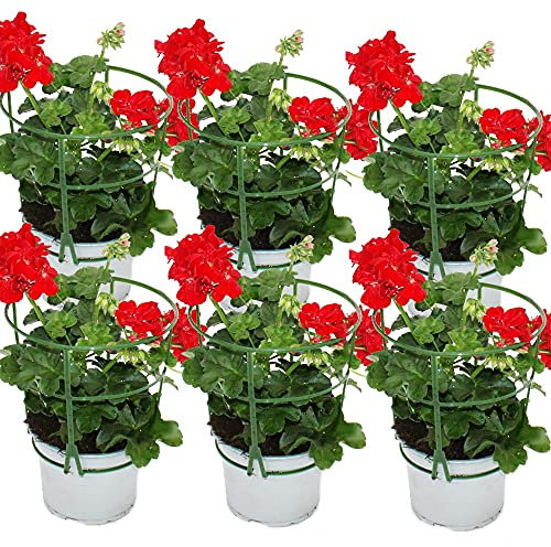 Geranien hängend - Pelargonium peltatum - 12cm Topf - Set mit 6 Pflanzen - hellrot
