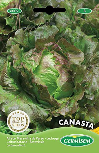 Germisem graines Laitue batavia CANASTA