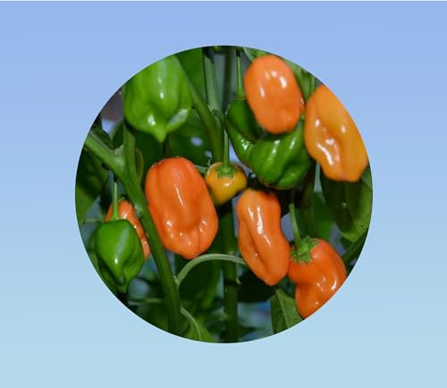 50 graines de piment habanero orange