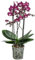 Dehner Schmetterlingsorchidee Yuka, Phalaenopsis cultivars, zweitriebig, lila-dunkelrote Blüten, 60 cm inkl. Pflanztopf, Ø Topf 12 cm, Zimmerpflanze