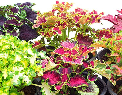 Flame Brennnessel Samen - Coleus blumei