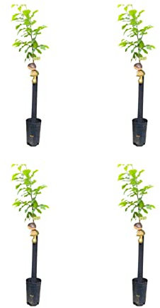 Árbol Frutal castaño. Pack de 4 árboles. Produce castañas grandes y setas. Altura 1-1,20m en maceta. Castaño variedad Soutovello, productor de setas (Boletus edulis). Resistencia Tinta y Avispilla