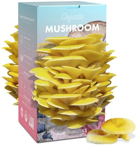Fungiworks Kit de culture de champignons huîtres dorés comestibles biologiques de 1,8 kg, fabriqué aux États-Unis, kit de culture de champignons double face en intérieur, récolte des champignons