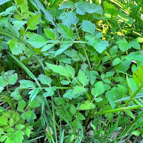 crescione biologico aromatiche invernali semi di crescione semi di biologici, resistenti all'inverno serra balcone cucina aromatiche Coltivare 100semi