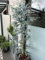 Eukalyptus `Silver Dollar´, Eucalypthus gunnii, aufrecht wachsend, 40-80cm im Topf