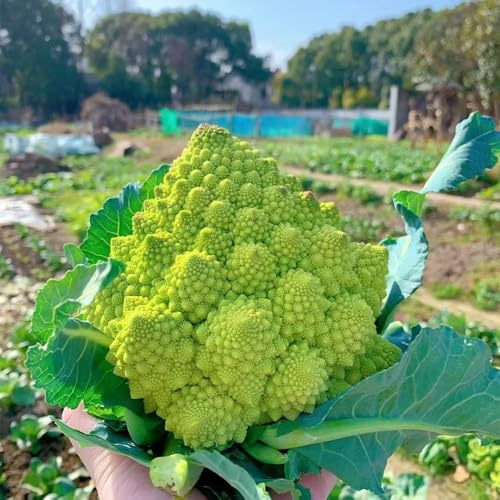 semillas de coliflor semillas antiguas variedades bonsai balcón resistentes 85pcs