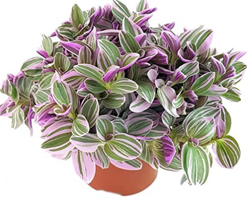 Pink Tradescantia Sweetness - Striking Variegated Houseplant - Indoor Purple Inch Plant - Ideal Trailing Gift Plant - Wandering Jew Plant - in 11cm Pot