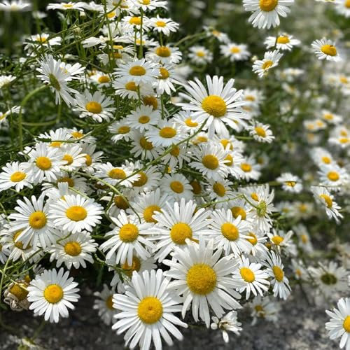 1000 pcs Margeriten Samen, Leucanthemum vulgare, balkon deko blumendeko Magerwiesen-Margerite Samen, biosaatgut garten pflanzen winterharte bienenblumen samen mehrjährig bienenweide