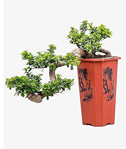 Garden Center shop by VM Planta Natural FICUS MICROCARPA Ginseng Cascada M26 90CM