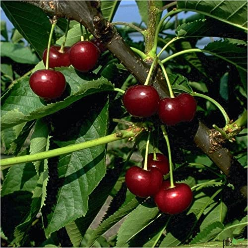 Terrassenobst Kirsche Kleinobst Balkon Terrasse Kirschbaum Obstbaum Van 80-120 cm | Befruchter Schneiders