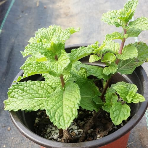 Semi di menta piperita verdi menta rara resistenti per giardini rocciosi selvatiche vecchie varietà resistenti piperita esotica 1200pcs