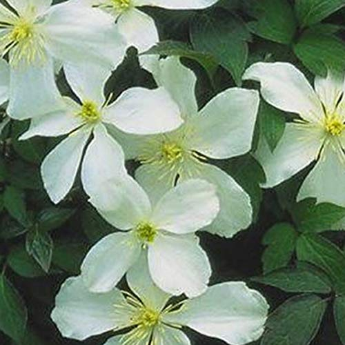 Clematis Montana 'Grandiflora'- Clématite des montagnes 'Fragrant Spring' 50-60 cm en conteneur