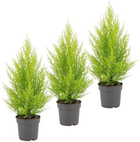 Pack 3 Cipreses Goldcrest Árboles de Color Amarillo para Exterior