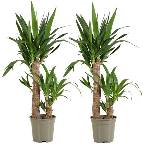 Bloomique - Lot de 2 - Yucca Elephantipes - Lys Palmier - Plantes d'intérieur - Purifiant l'air - Facile d'entretien - Pot 17cm - 70-80cm de Haut