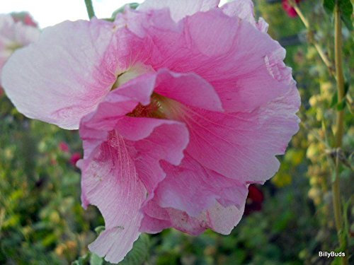 30 ROSE MOYEN trémière Graines