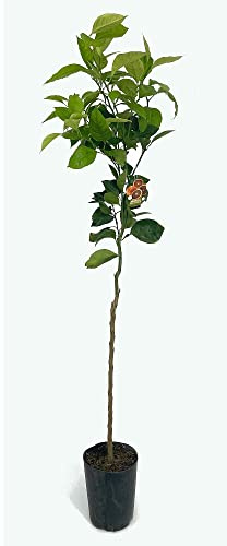 ÁRBOL FRUTAL NATURAL NARANJO SANGUINELLI TB20 160CM CÍTRICO FRUTO PERFECTO PARA ZUMO