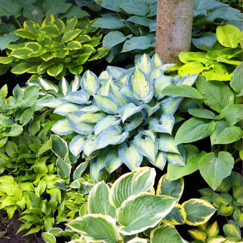 Funkien Pflanzen - 5 Wurzeln - Stauden Mehrjährig Winterhart - Hosta Garten Kollektion - Mix von 5 Hybriden in 5 Sorten - Pflanzen aus Holland (kein Samen, zwiebeln und nicht künstlich)