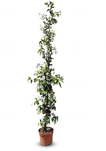 Sunny Tree - Jasmin - Toskanische Jasmin - Trachelospermum Jasminoides - 120 cm - Kletterpflanze - Winterhart - A+