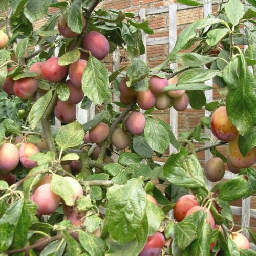 Plum Tree 'Victoria', Prunus domestica, Self-Fertile British-Bred Variety, Dessert & Culinary Use, Patio & Garden Options, Hardy UK Fruit Tree, 2X 2ltr Pot by Thompson and Morgan
